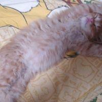 ヘンリースタイル 会員画像