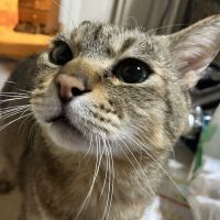 放蕩狸さん