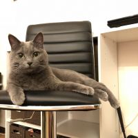 ゆうことねねこ 会員画像