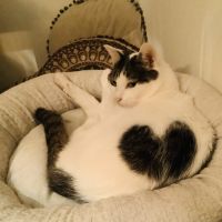 Macoovear 会員画像