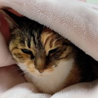 もも31 会員画像