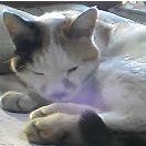 ノクトボッコ 会員画像