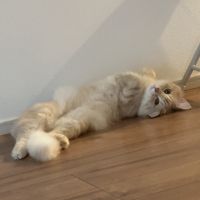 はるるんるん 会員画像