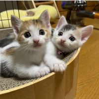 にゃん2514さん