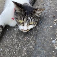 ちょこちょこっとさん