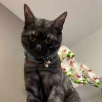 COCOらちゃん 会員画像