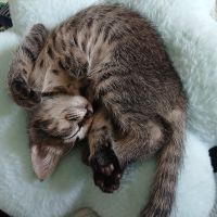 うんたんさん