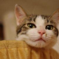 ダガー 会員画像