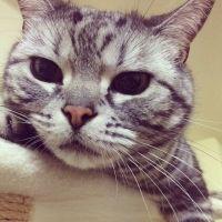 ぎゃれっとさん