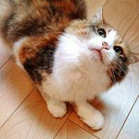 にゃんどえいど 会員画像