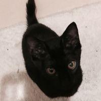 ぴーちゃんくんさん