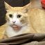 ねこママ5133