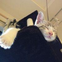 〓眠り猫〓さん