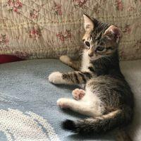 Little Angel