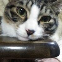 バンビッチー 会員画像