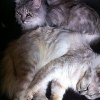 あゆみ猫 会員画像