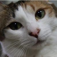 猫好き3 会員画像