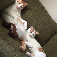 Neteruko 会員画像