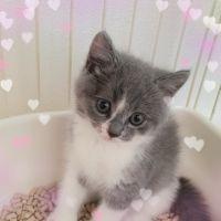 ちぴすぅ 会員画像