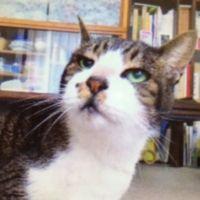 あんず飴 会員画像