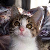 ねこぱんちバズ 会員画像