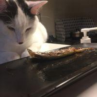 せんかかい 会員画像