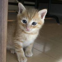 ミャオ君 会員画像