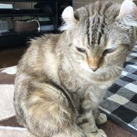 コトちゃん 会員画像