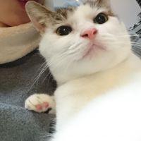 猫】病気・ケガ(腎臓u0026膀胱) - ストルバイト性膀胱炎のお薬について 