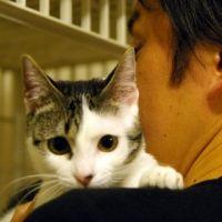 さるねこ父