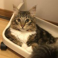 〇ぽて〇 会員画像