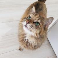 ぽぽくろ 会員画像