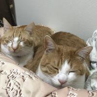 hitomink31 会員画像