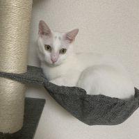 Kしらこさん