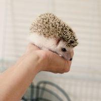 すんたろうさん