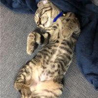 どらたむ 会員画像