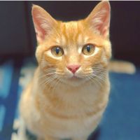 チョロボーイ 会員画像