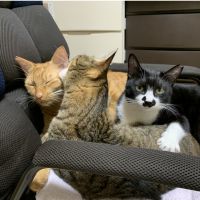かにかまブリ 会員画像