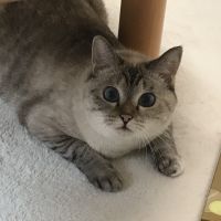 のむらん 会員画像