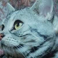 らいむれもん 会員画像