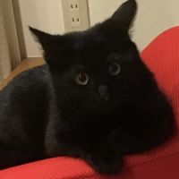 ひかことママ 会員画像