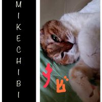みけチビ 会員画像