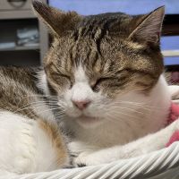 ポポティ 会員画像