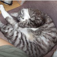くつした猫の飼い主 会員画像
