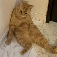 ぱるすけママ 会員画像