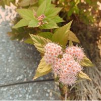 ともたろー 会員画像