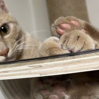 ととまるる 会員画像