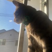 _angel cat_ 会員画像