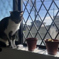 あれは 会員画像