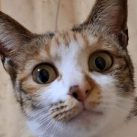 hi-lite 会員画像